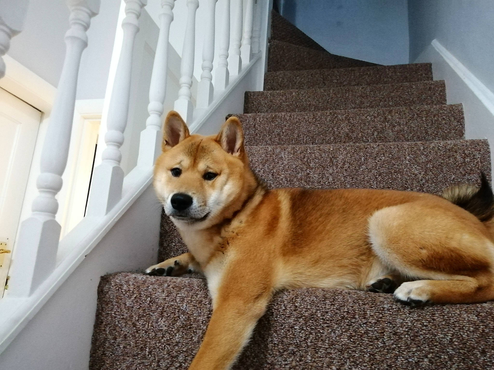 Kylo is registered to the contest to win money with this photo: ancient_dog_breeds, canidae, carnivore, collar, companion_dog, dingo, dog, dog_breed, fawn, flooring, non_sporting_group, pet_supply, snout, sporting_group, tail, terrestrial_animal, tree, working_animal, working_dog