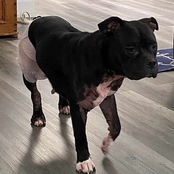 Cora