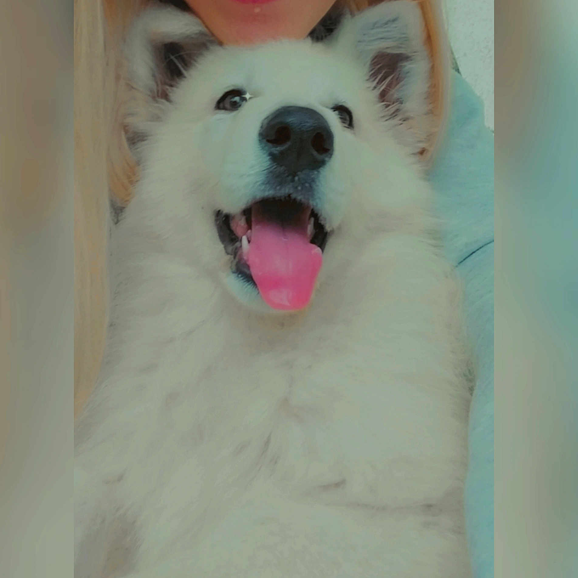 Maya participe au concours pour gagner de l'argent avec cette photo : animal, bodypart, canine, dog, eskimodog, face, head, husky, mouth, person, pet, puppy, teeth, tongue, whitedog