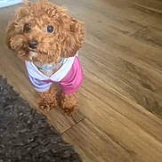 Lola is registered to the contest to win money with this photo: dog, puppy, indoor, wooden_floor, pet_clothing, small_dog, curious, cute, fur, toy, playpen, carpet, brown, animal, companion, domestic, canine, looking_up, home, floor