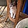Filou