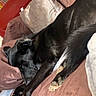 dog, black_dog, sleeping, lying_down, bed, bedroom, pillow, blanket, couch, indoor, pet, animal, paws, claws, relaxed, cozy, resting, portrait, home, furniture