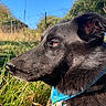 dog, black_dog, pet, animal, canine, close_up, portrait, side_profile, face, eye, nose, ear, fur, collar, blue_collar, outdoor, grass, meadow, trees, sunlight