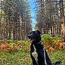 dog, black_and_white_dog, forest, pine_trees, woodland, outdoors, nature, ferns, grass, trees, blue_sky, sunlight, leash, collar, sitting, panting, open_mouth, animal, pet, portrait