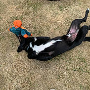 Elidja participe au concours pour gagner de l'argent avec cette photo : dog, black_and_white, lying_down, belly_up, grass, outdoors, toy, plush_toy, orange, blue, playful, relaxed, paws, legs, tail, fur, animal, pet, funny, sunlight
