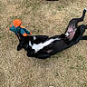 dog, black_and_white, lying_down, belly_up, grass, outdoors, toy, plush_toy, orange, blue, playful, relaxed, paws, legs, tail, fur, animal, pet, funny, sunlight