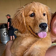 Johnny Clay joined the competition — help win amazing prizes! golden_retriever, puppy, dog, tongue_out, fluffy, pet, indoor, person, holding, cute, animal, closeup, face, fur, ears, expression, recycling_bin, background, casual, warm_lighting