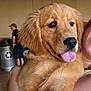 golden_retriever, puppy, dog, tongue_out, fluffy, pet, indoor, person, holding, cute, animal, closeup, face, fur, ears, expression, recycling_bin, background, casual, warm_lighting