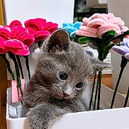 Gray joined the competition — help win amazing prizes! cat, kitten, gray_cat, animal, pet, furry, fluffy, paw, whiskers, blue_eyes, portrait, close_up, indoor, planter, flowers, plush_flowers, colorful, white_container, home_decor, curious
