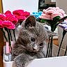 cat, kitten, gray_cat, animal, pet, furry, fluffy, paw, whiskers, blue_eyes, portrait, close_up, indoor, planter, flowers, plush_flowers, colorful, white_container, home_decor, curious