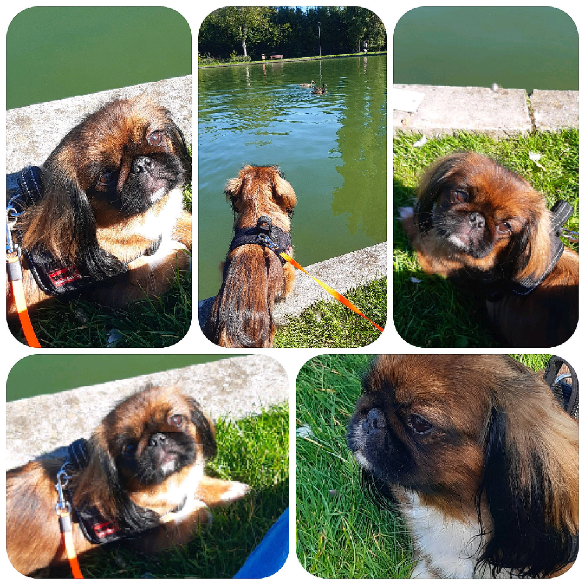 Pupuce a rejoint le concours — aidez-le/la à gagner de superbes lots ! carnivore, collage, companion_dog, dog, dog_breed, fawn, grass, green, liver, mammal, organism, photograph, plant, rectangle, snapshot, sporting_group, travel, vertebrate, water, working_animal