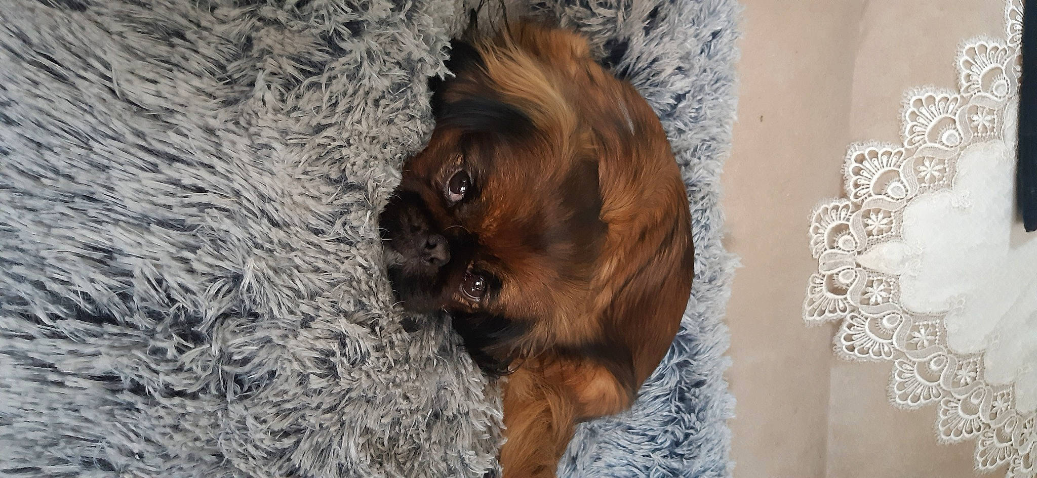 Pupuce participe au concours pour gagner de l'argent avec cette photo : brown, canidae, carnivore, companion_dog, dog, dog_breed, fawn, fur, liver, pattern, snout, soil, sporting_group, terrestrial_animal, toy_dog, whiskers, wildlife, wood, working_animal, wrinkle