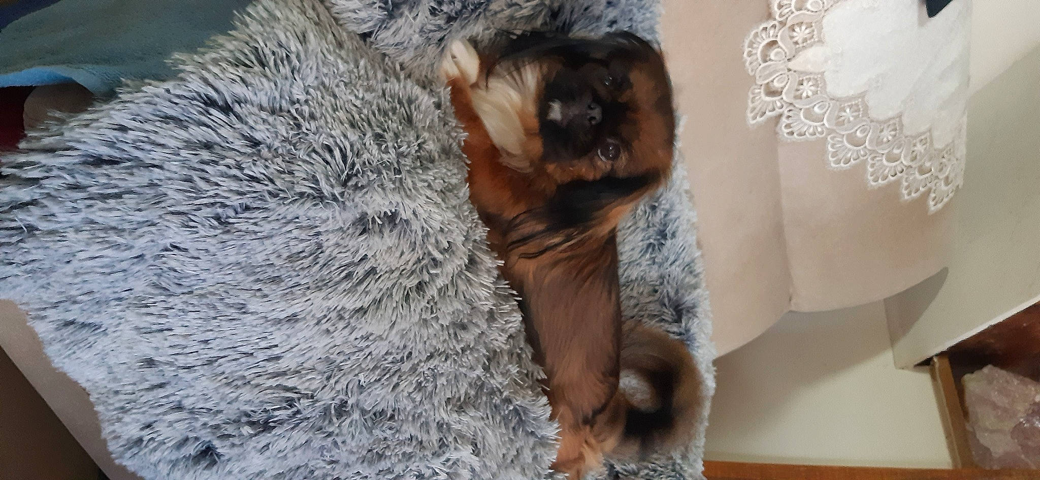 Pupuce a rejoint le concours — aidez-le/la à gagner de superbes lots ! carnivore, claw, companion_dog, dog_breed, fawn, felidae, fox_squirrel, fur, grey_squirrel, paw, rodent, small_to_medium_sized_cats, snout, squirrel, tail, terrestrial_animal, tree, trunk, whiskers, wood