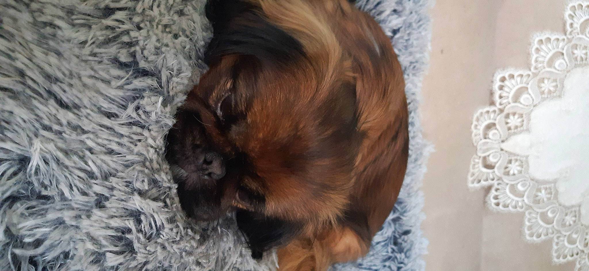 Pupuce a rejoint le concours — aidez-le/la à gagner de superbes lots ! brown, canidae, carnivore, companion_dog, dog, dog_breed, dog_crate, fawn, fur, liver, nap, pet_supply, snout, sporting_group, terrestrial_animal, terrier, toy_dog, wildlife, wood, working_animal