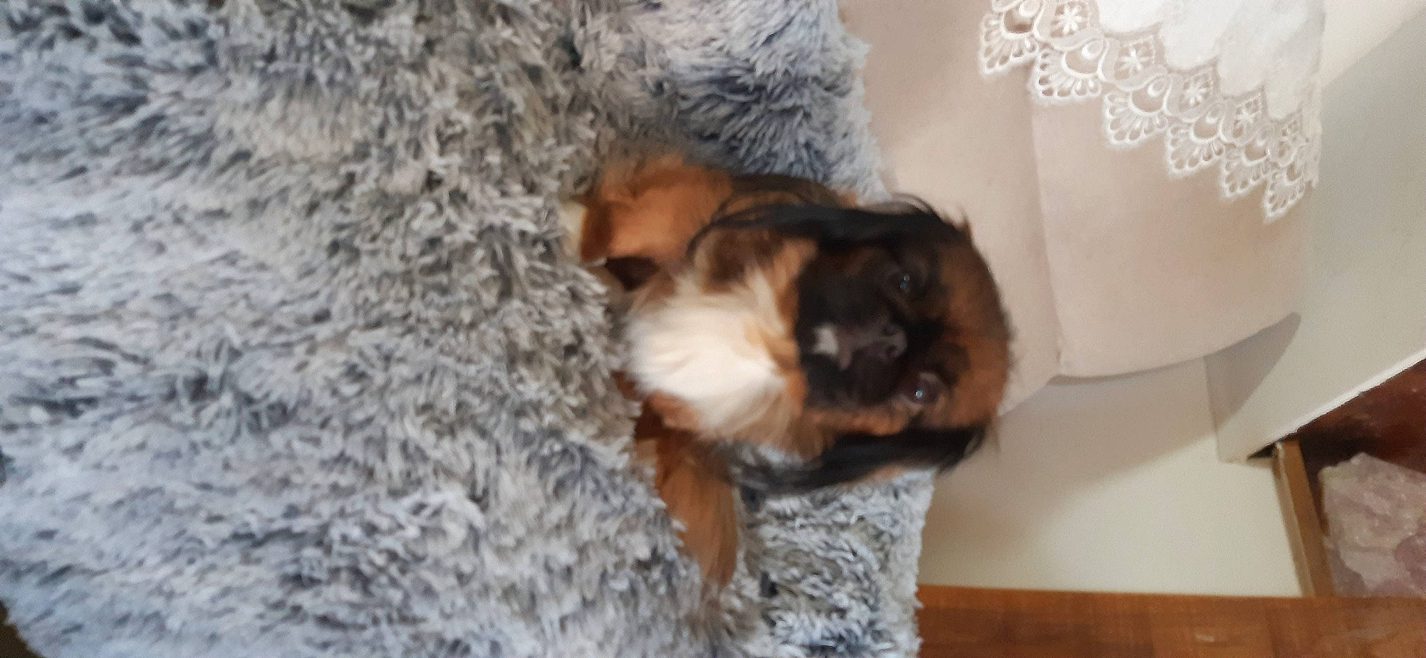 Pupuce participe au concours pour gagner de l'argent avec cette photo : canidae, carnivore, claw, companion_dog, dog_breed, fawn, felidae, fur, liver, paw, small_to_medium_sized_cats, snout, sporting_group, tail, terrestrial_animal, toy_dog, whiskers, wildlife, wood, working_animal