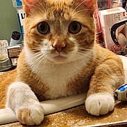 Garfield is registered to the contest to win money with this photo: cat, orange_cat, white_paws, close_up, wide_eyes, indoor, bathroom_counter, toiletries, soap_dispenser, curious, pet, feline, whiskers, ears, fur, domestic_animal, animal, looking_at_camera, resting_paws, household