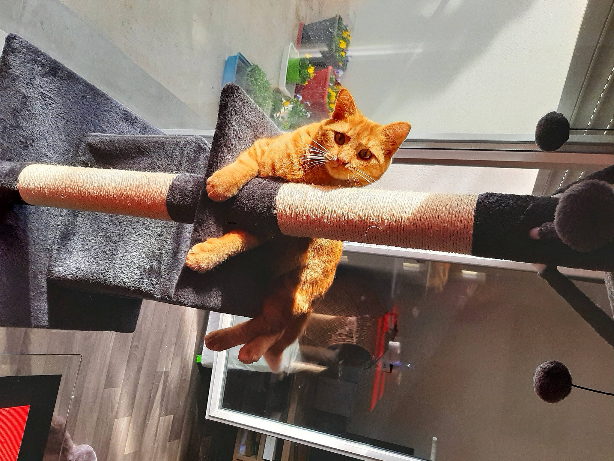 Nala participe au concours pour gagner de l'argent avec cette photo : automotive_exterior, doll, fawn, felidae, fur, metal, plush, room, stuffed_toy, tail, teddy_bear, toy, vehicle, windshield, wood