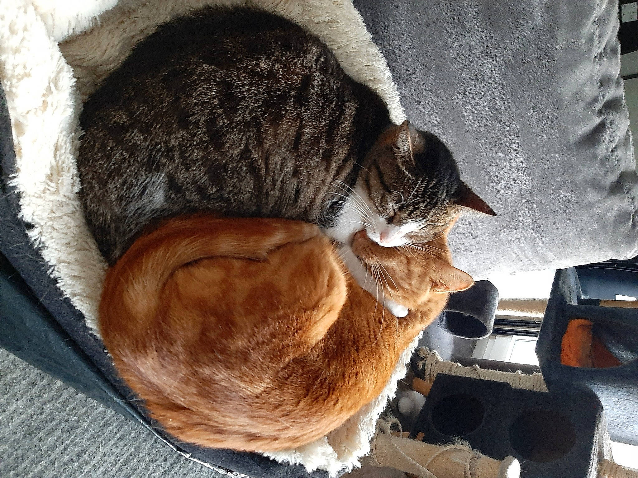 Miou a rejoint le concours — aidez-le/la à gagner de superbes lots ! carnivore, cat, cat_supply, claw, comfort, domestic_short_haired_cat, fawn, felidae, fur, linens, mammal, nap, paw, sleep, small_to_medium_sized_cats, snout, tail, vertebrate, whiskers, wood