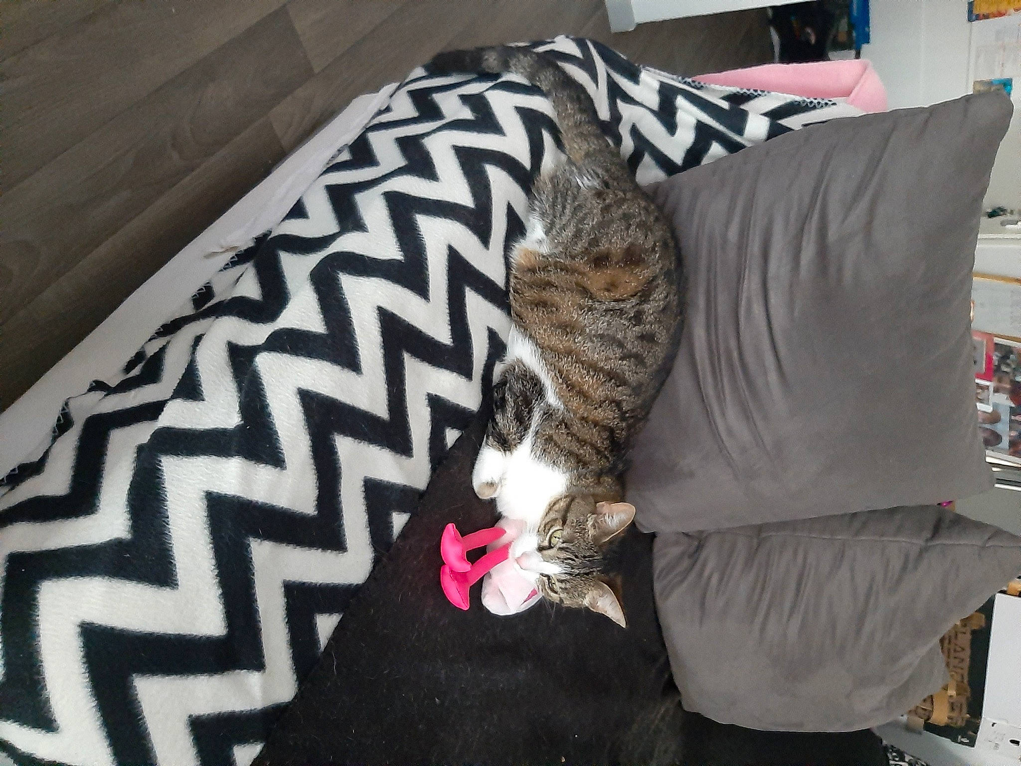 Miou a rejoint le concours — aidez-le/la à gagner de superbes lots ! bag, bed, bed_sheet, bedding, carnivore, cat, comfort, couch, domestic_short_haired_cat, felidae, floor, flooring, fur, grey, linens, room, small_to_medium_sized_cats, tail, textile, whiskers