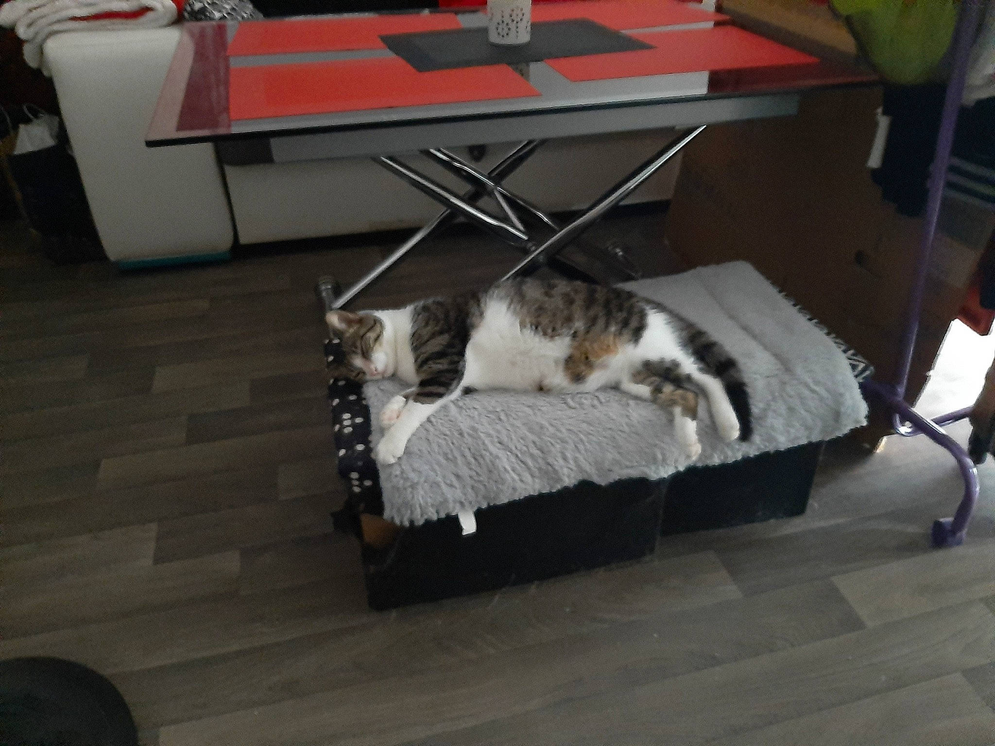 Miou participe au concours pour gagner de l'argent avec cette photo : carnivore, cat, chair, comfort, companion_dog, dog_breed, domestic_short_haired_cat, felidae, floor, flooring, fur, furniture, hardwood, laminate_flooring, small_to_medium_sized_cats, table, tail, whiskers, wood, wood_flooring