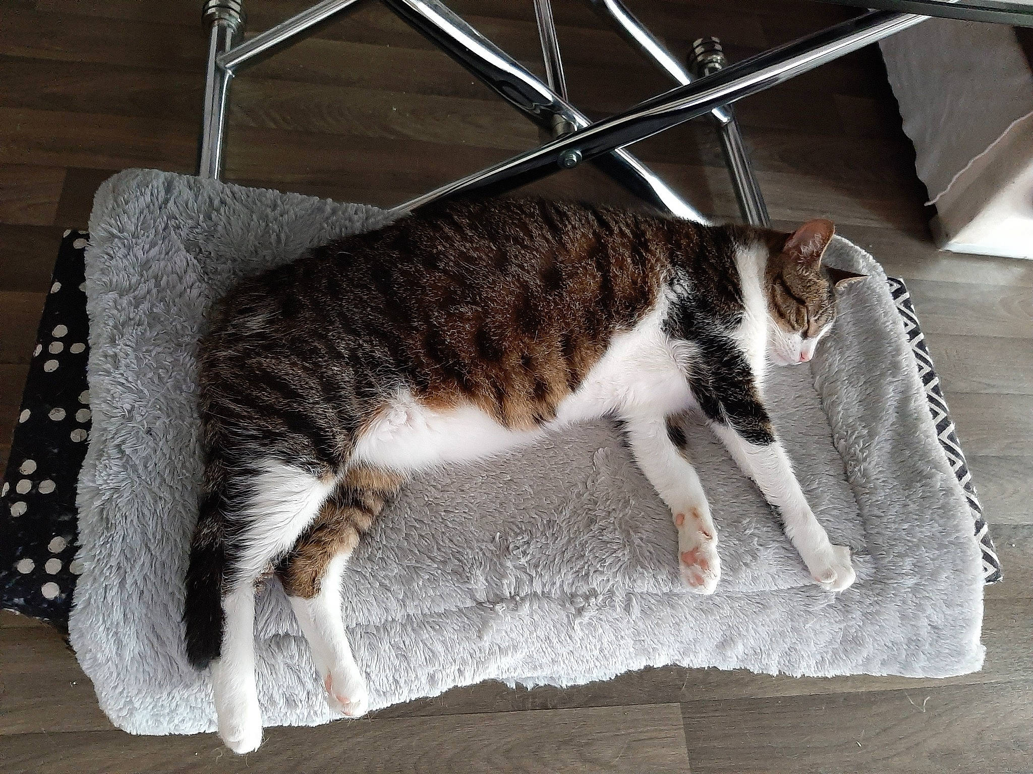 Miou participe au concours pour gagner de l'argent avec cette photo : carnivore, cat, claw, domestic_short_haired_cat, felidae, flooring, fur, hardwood, metal, paw, rectangle, small_to_medium_sized_cats, snout, tail, terrestrial_animal, whiskers, wood