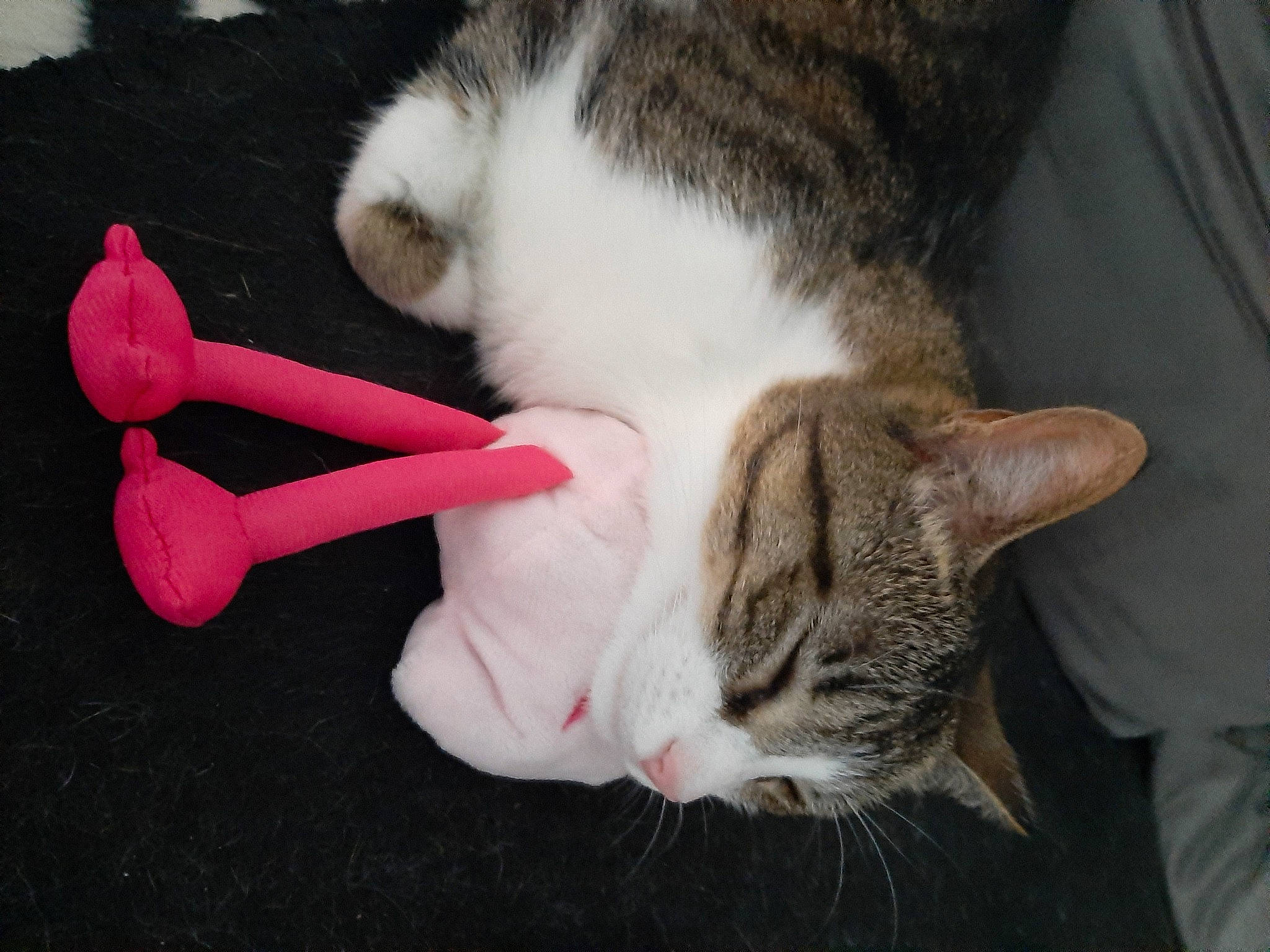 Miou participe au concours pour gagner de l'argent avec cette photo : carmine, carnivore, cat, claw, comfort, domestic_short_haired_cat, ear, eye, felidae, fur, grass, lap, leg, paw, plant, small_to_medium_sized_cats, snout, tail, tree, whiskers