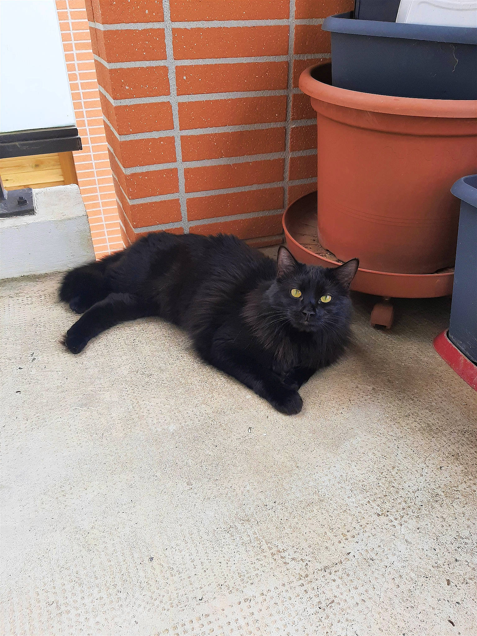 Bagheera