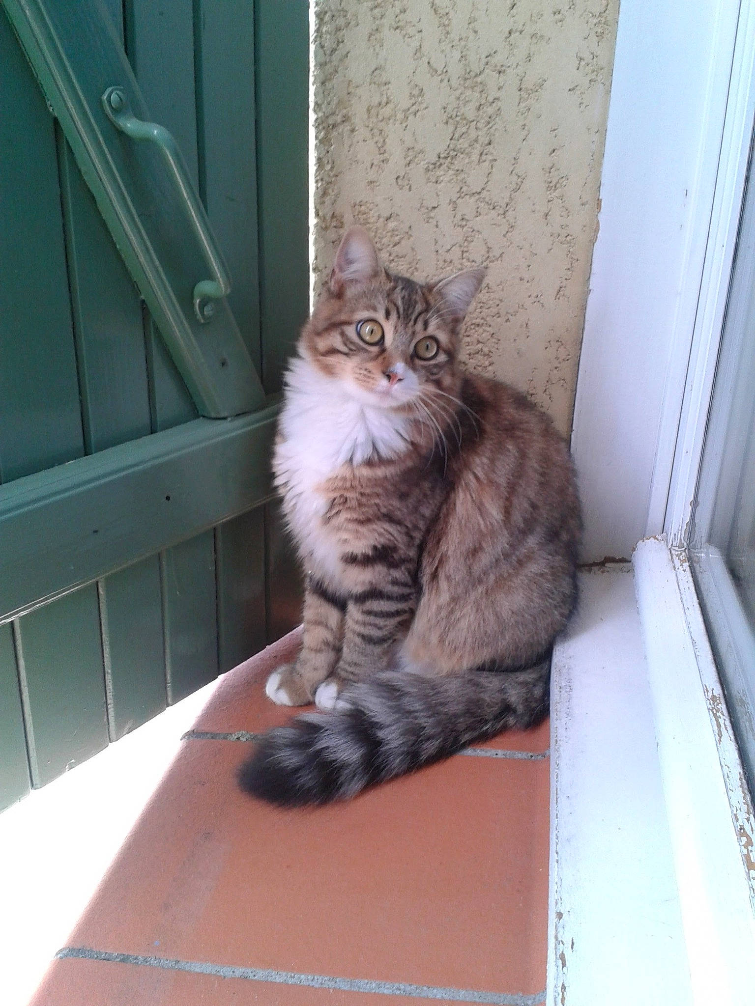 Frimousse participe au concours pour gagner de l'argent avec cette photo : carnivore, cat, claw, domestic_short_haired_cat, door, felidae, flooring, fur, grey, hardwood, home_door, paw, sitting, small_to_medium_sized_cats, snout, tail, terrestrial_animal, whiskers, window, wood