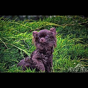 Simba participe au concours pour gagner de l'argent avec cette photo : dog, puppy, brown_fur, outdoor, greenery, bushes, nature, pet, animal, cute, fur, sitting, small_dog, canine, adorable, leafy, garden, portrait, fluffy, wildlife