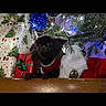 Simba participe au concours pour gagner de l'argent avec cette photo : animal, black_dog, celebration, christmas, christmas_lights, christmas_presents, christmas_tree, cute, decorations, dog, festive, festive_outfit, holiday_decor, holiday_season, indoor, pet, red_clothing, small_dog, white_fur_trim, wooden_surface