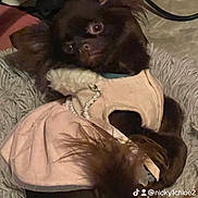 Simba participe au concours pour gagner de l'argent avec cette photo : animal, bed, blanket, brown_dog, companion, cozy, cute, dog, domestic, dress, fluffy_bed, fur, indoor, lying_down, pearl_accessory, pet, pink_dress, relaxed, small_dog, toy_breed