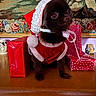 Simba participe au concours pour gagner de l'argent avec cette photo : animal, celebration, christmas, cute, decor, dog, festive, gift, holiday, indoor, pet, present, puppy, red_clothing, santa_hat, santa_outfit, small_dog, tapestry, wooden_surface, wrapped_gift