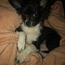 animal, black_and_white, blanket, chihuahua, companion, cozy, cute, dog, ears, fur, indoors, mammal, paw, pet, puppy, relaxed, resting, small_dog, snout, soft_texture