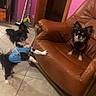 animal, black_fur, blue_shirt, brown_leather_chair, cute, dog, domestic, doorway, ears_up, furniture, indoor, mop, pet, pink_wall, sitting, small_dog, standing, tile_floor, two_dogs, white_paws