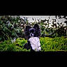 animal, black_and_white, bokeh, canine, curious, cute, daylight, dog, ears, fluffy, fur, garden, greenery, leafy, nature, outdoor, pet, portrait, sitting, small_dog