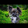 adorable, alert, animal, black, brown, canine, cute, dog, ears, fluffy, fur, grass, greenery, long_hair, nature, outdoor, pet, portrait, small_dog, white