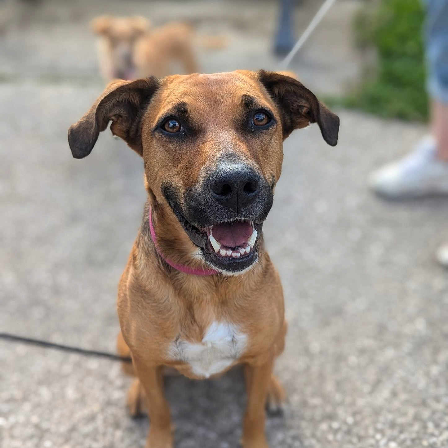 Bella