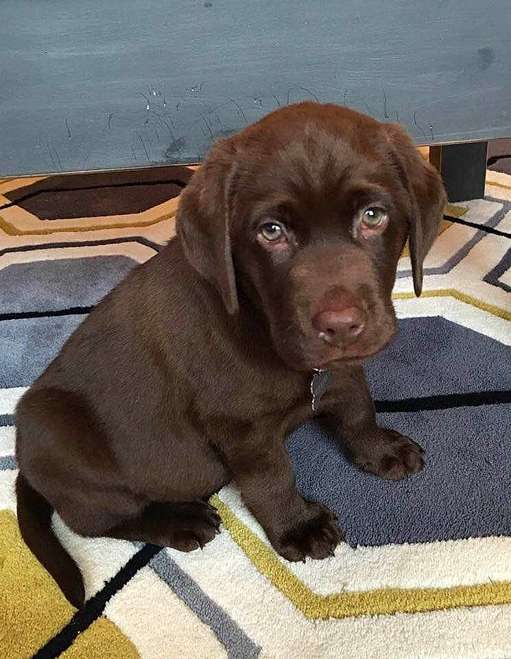 Barney is registered to the contest to win money with this photo: beagador, borador, canidae, carnivore, chesapeake_bay_retriever, companion_dog, dog, dog_breed, fawn, gun_dog, hunting_dog, labrador_retriever, liver, mammal, pointing_breed, puppy, retriever, snout, sporting_group, vertebrate