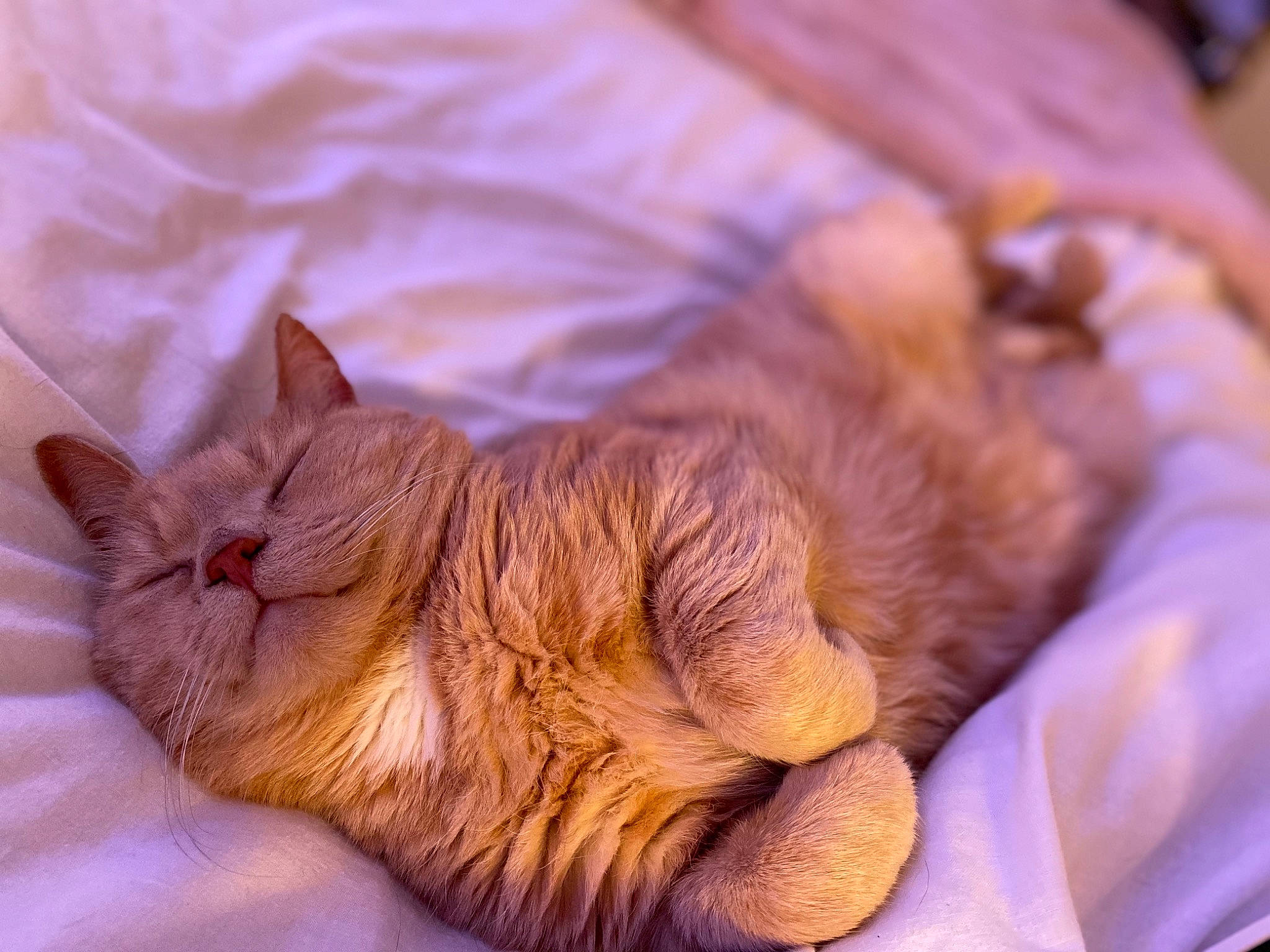 Norman joined the competition — help win amazing prizes! asian, carnivore, cat, claw, domestic_short_haired_cat, european_shorthair, fawn, felidae, fur, nap, paw, skin, sleep, small_to_medium_sized_cats, snout, tabby_cat, whiskers