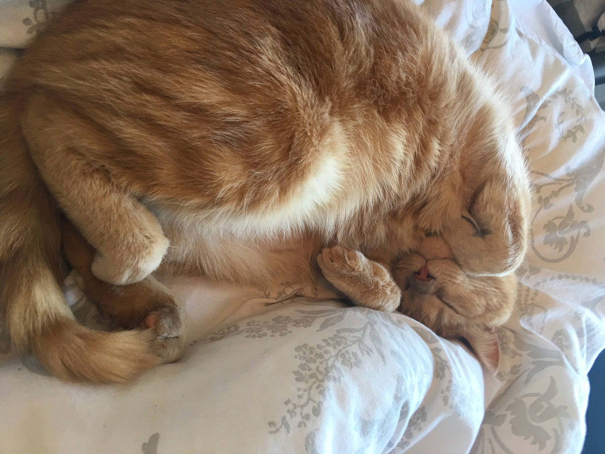 Norman joined the competition — help win amazing prizes! canidae, carnivore, cat, ear, european_shorthair, fawn, felidae, fur, nap, sleep, small_to_medium_sized_cats, sporting_group, whiskers