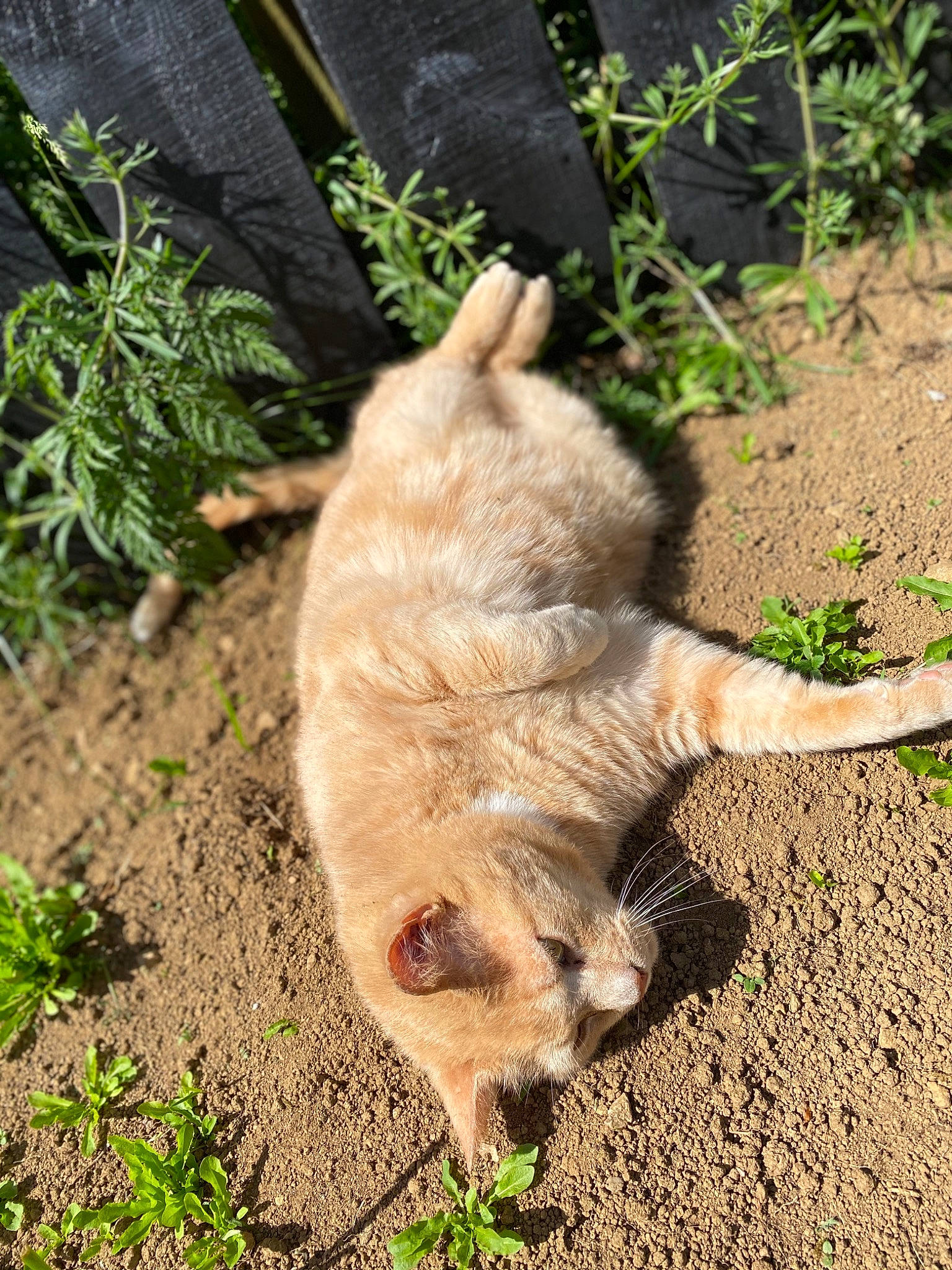 Norman is registered to the contest to win money with this photo: canidae, carnivore, cat, claw, dog, dog_breed, fawn, felidae, grass, paw, plant, small_to_medium_sized_cats, soil, tail