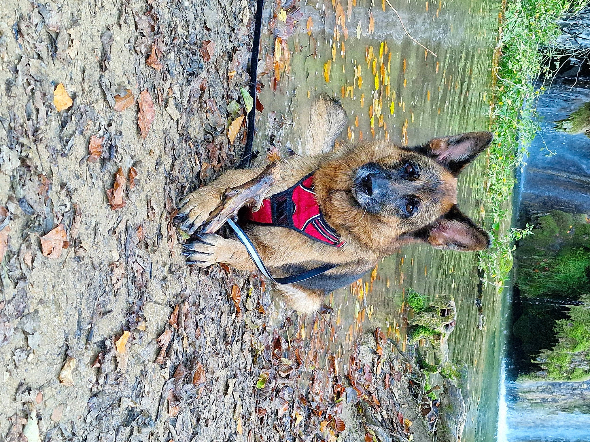 Nouméa participe au concours pour gagner de l'argent avec cette photo : canis, carnivore, dog, dog_breed, dog_hiking, dog_supply, electric_blue, grass, leash, pet_supply, plant, soil, sporting_group, tree, trunk, water, wood, working_animal, working_dog