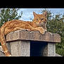 cat, orange_tabby, feline, animal, outdoor, nature, stone_structure, relaxed, resting, tree, sky, cloudy, paw, ears, whiskers, tail, alert, mammal, wildlife, portrait