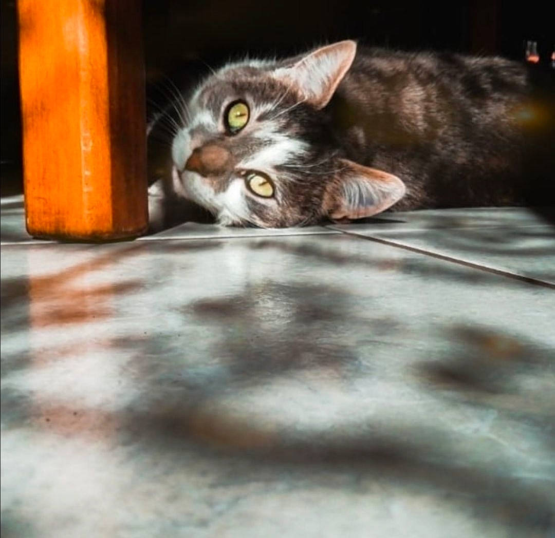 Guizmo a rejoint le concours — aidez-le/la à gagner de superbes lots ! carnivore, cat, claw, darkness, domestic_short_haired_cat, felidae, flooring, fur, metal, paw, shadow, small_to_medium_sized_cats, snout, tail, whiskers, wildlife, wood