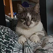 Guizmo participe au concours pour gagner de l'argent avec cette photo : cat, gray_and_white, bed, blanket, indoor, feline, pet, animal, patterned_fabric, whiskers, ears, paws, fur, close_up, cute, resting, domestic, household, curious, focused