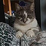 cat, gray_and_white, bed, blanket, indoor, feline, pet, animal, patterned_fabric, whiskers, ears, paws, fur, close_up, cute, resting, domestic, household, curious, focused