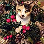 cat, calico_cat, wreath, pinecones, red_berries, holiday_decor, christmas, festive, indoor, pet, animal, cute, closeup, greenery, nature, fluffy, curious, face, eyes, whiskers