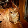 Frito joined the competition — help win amazing prizes! cat, orange_cat, fluffy_cat, indoor, wooden_floor, wooden_door, glass_panel, pet, feline, curious_look, domestic_cat, flooring, home_interior, animal, cute, sitting, fur, whiskers, ears, eyes