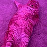 Frito joined the competition — help win amazing prizes! cat, fluffy, carpet, pink_light, purple_light, relaxed, pet, animal, indoor, fur, cute, lying_down, mammal, whiskers, tail, domestic_animal, feline, soft_texture, color_filter, resting