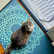 Stormy is registered to the contest to win money with this photo: cat, gray_cat, fluffy, indoor, mat, patterned_mat, floor, wood_floor, door, sliding_door, curious, looking_up, tail, pet, domestic_cat, foot, toes, painted_toenails, home, cozy